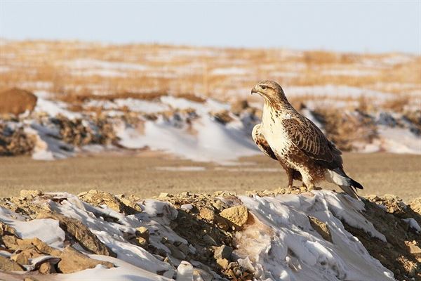 Mongolia